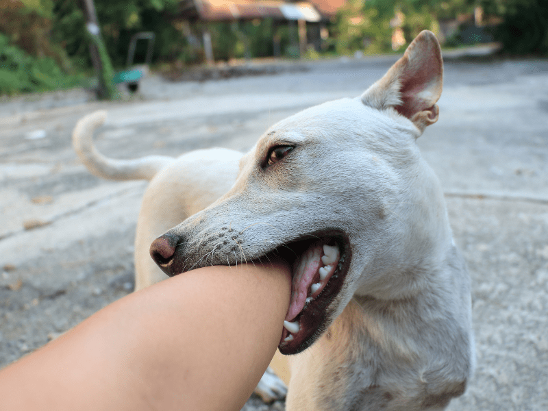 dog bite lawyer